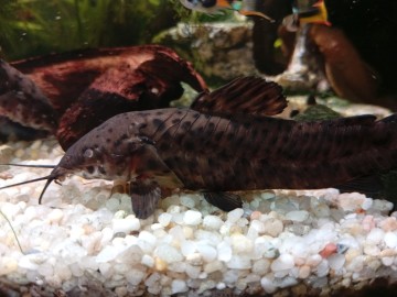 Oddam za darmo kiryśniki czarnoplame