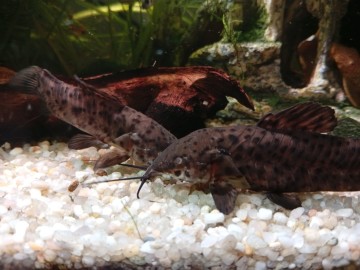 Oddam za darmo kiryśniki czarnoplame