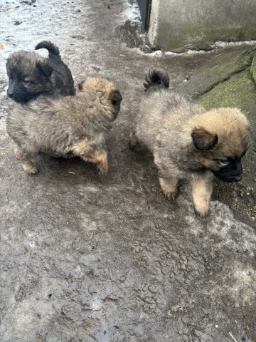 Sprzedam pieski mieszaniec