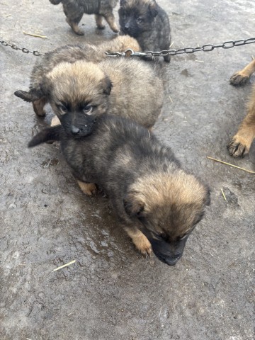 Sprzedam pieski mieszaniec