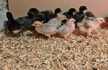 Sprzedam Kurczaki, pisklaki.