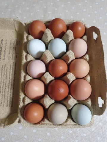 Sprzedam Kurczaki, pisklaki.