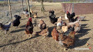 Sprzedam Kurczaki, pisklaki.