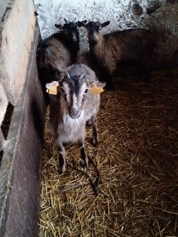 Sprzedam k&oacute;zki miniaturki