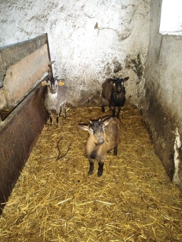 Sprzedam k&oacute;zki miniaturki