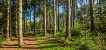 Sprzedam działkę rekreacyjną w lesie, przy jeziorze.