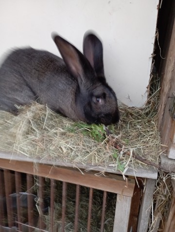 SPRZEDAM kR&Oacute;LIKI