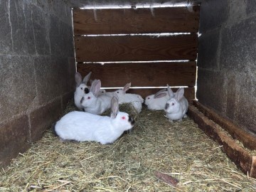 Sprzedam kr&oacute;liki