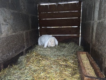 Sprzedam kotne samice