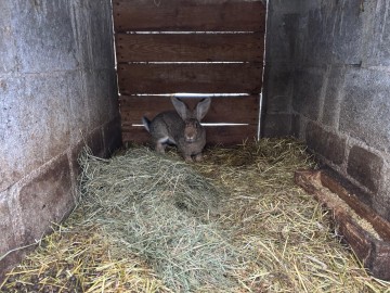 Sprzedam kotne samice