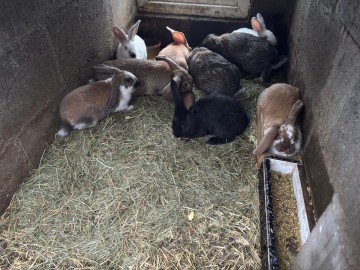 Sprzedam kr&oacute;liki