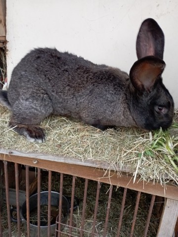 Sprzedam Kr&oacute;liki