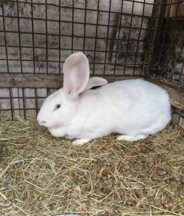 Sprzedam Kr&oacute;liki, Perliki, Kogut