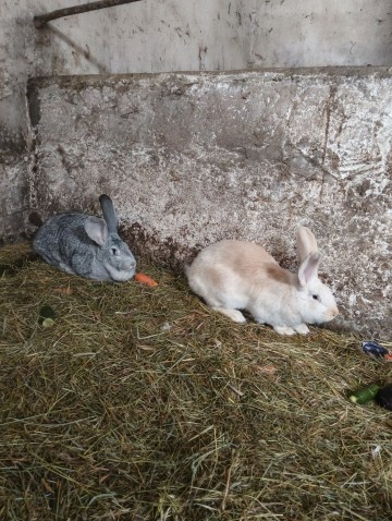 Sprzedam Kr&oacute;liki, Perliki, Kogut