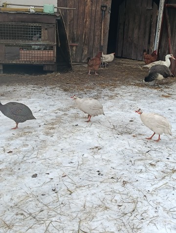 Sprzedam Kr&oacute;liki, Perliki, Kogut