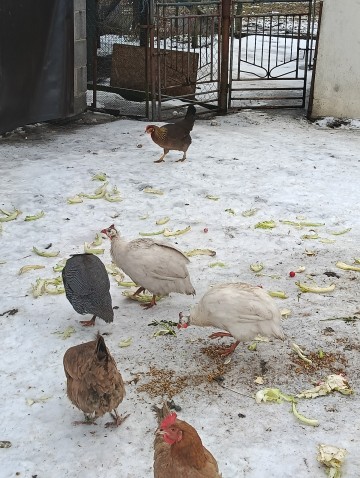 Sprzedam Kr&oacute;liki, Perliki, Kogut