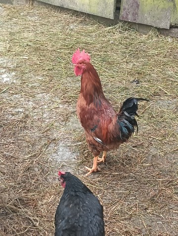 Sprzedam Kr&oacute;liki, Perliki, Kogut