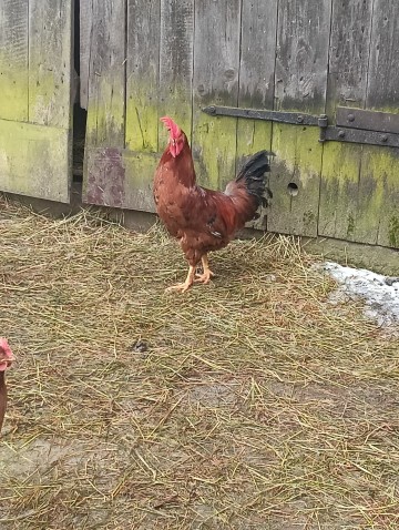 Sprzedam Kr&oacute;liki, Perliki, Kogut