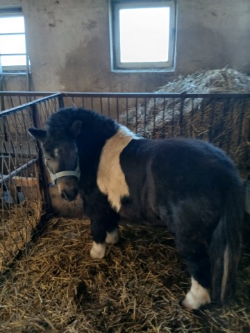 sprzedam klacz kucyka