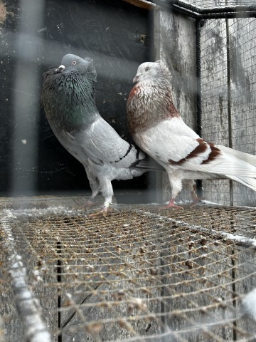 garłacze koroniaste