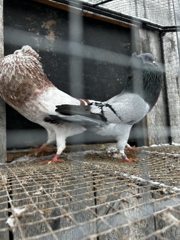 garłacze koroniaste