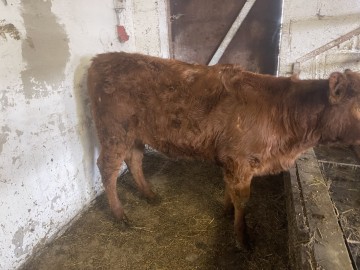 Sprzedam jał&oacute;wkę 7 mies