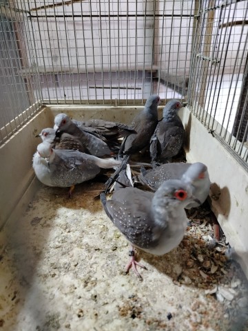 Sprzedam gołąbki diamentowe