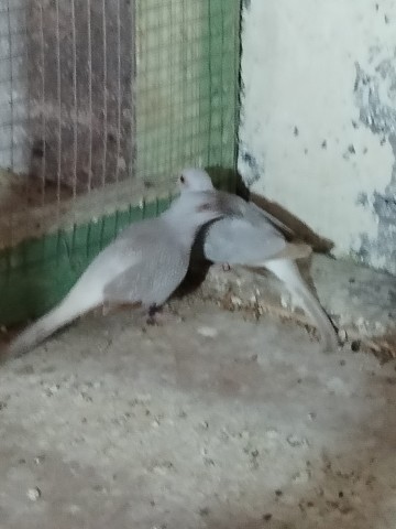 Sprzedam gołąbki diamentowe