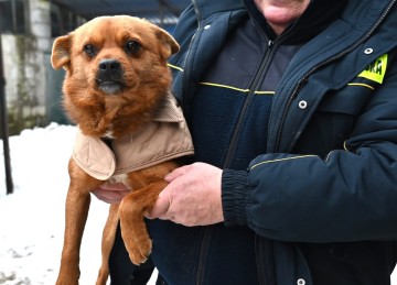 Słodki Ząbek szuka domu, za kilka dni grozi mu schronisko