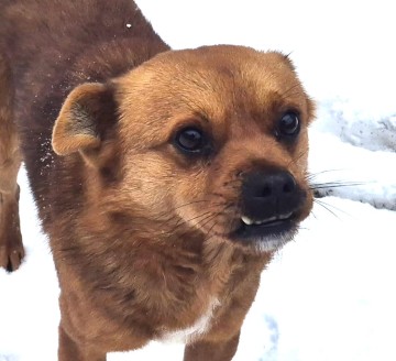 Słodki Ząbek szuka domu, za kilka dni grozi mu schronisko