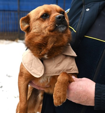 Słodki Ząbek szuka domu, za kilka dni grozi mu schronisko