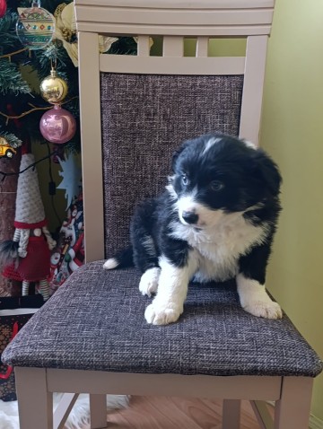 Border collie suczka