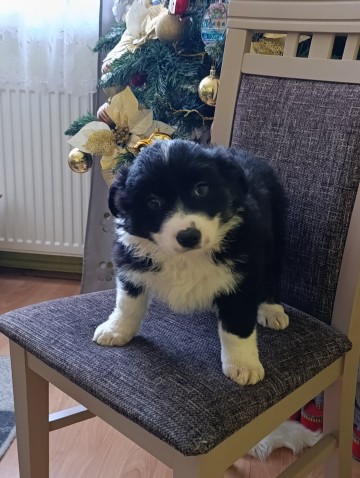 Border collie suczka