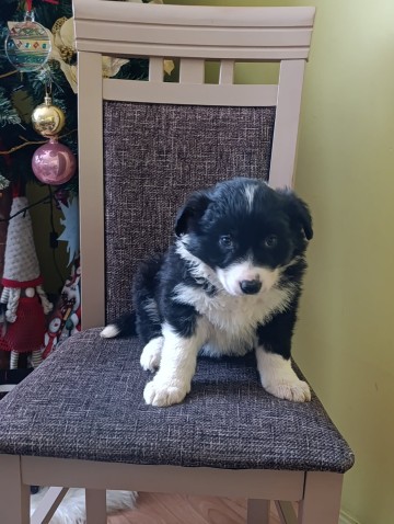 Border collie suczka