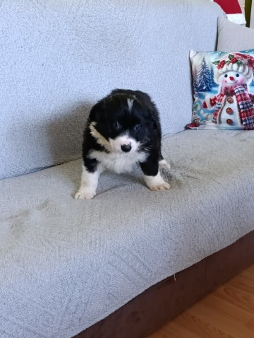 Border collie suczka