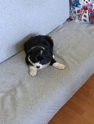 Border collie suczka
