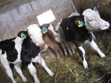 Super ładne byczki zarłaki !