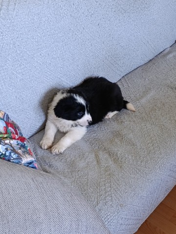 Border collie suczka