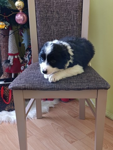 Border collie suczka