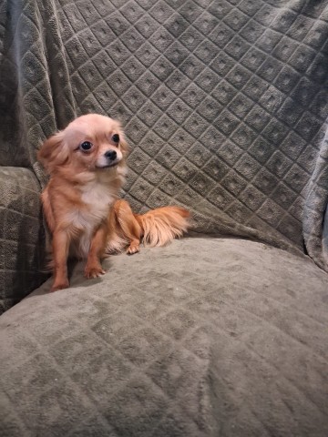 Chihuahua malutka 1 zł.