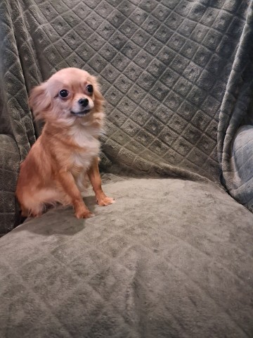 Chihuahua malutka 1 zł.