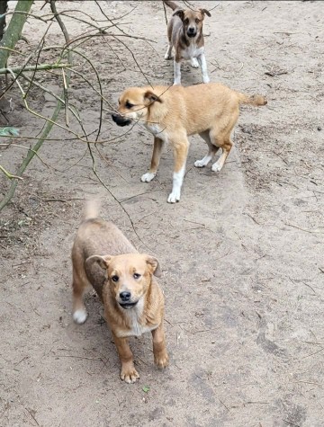 Oddam za darmo szczeniaki