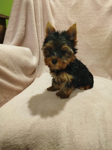 York suczka 1600 zł.