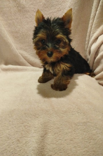 York suczka 1600 zł.