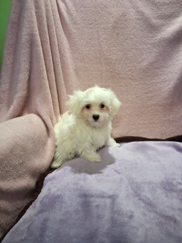 Maltańczyk suczka 1600 zł.