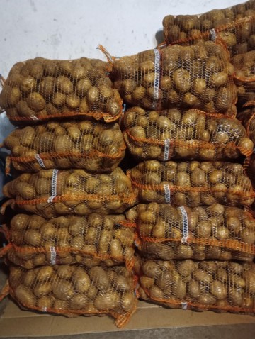 Ziemniaki jadalne Denar i Soraya