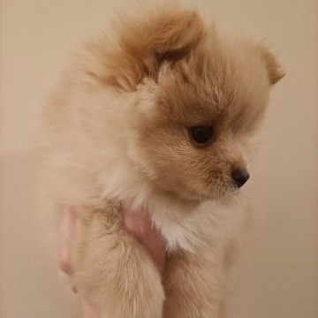 Szpic miniaturowy pomeranian