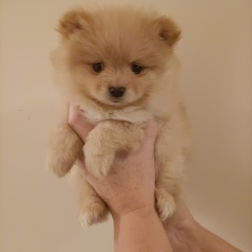 Szpic miniaturowy pomeranian
