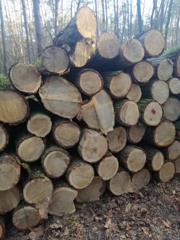 Wałki dębowe oraz sosnowe! Możliwy transport!