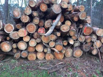 Wałki dębowe oraz sosnowe! Możliwy transport!